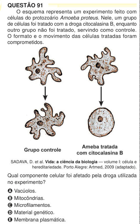 QUESTÃO 91 O esquema representa um experimento feito com células do protozoário Amoeba proteus. Nele, um grupo de células foi tratado com a droga citocalasina B, enquanto outro grupo não foi tratado, servindo como controle. O formato e o movimento das células tratadas foram comprometidos. SADAVA, D. et al. Vida: a ciência da biologia — volume I: célula e hereditariedade. Porto Alegre: Artmed, 2009 (adaptado). Qual componente celular foi afetado pela droga utilizada no experimento? A Vacúolos. B Mitocôndrias. C Microfilamentos. D Material genético. E Membrana plasmática. 4