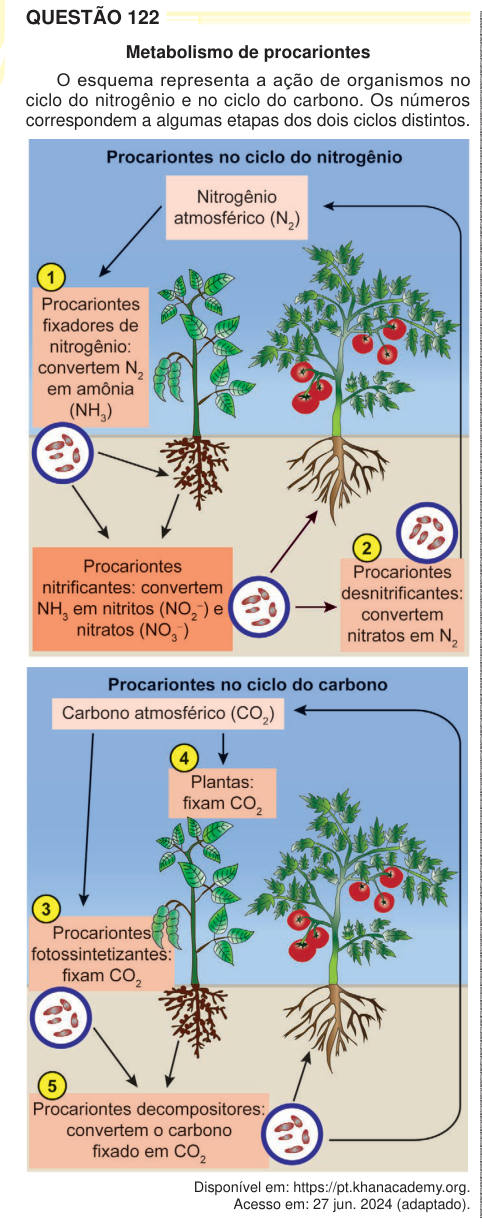 QUESTÃO 122 Metabolismo de procariontes O esquema representa a ação de organismos no ciclo do nitrogênio e no ciclo do carbono. Os números correspondem a algumas etapas dos dois ciclos distintos. Disponível em: https://pt.khanacademy.org. Acesso em: 27 jun. 2024 (adaptado).  Em qual etapa numerada ocorre uma transformação redox como a que ocorre nos procariontes nitrificantes? A 1 B 2 C 3 D 4 E 5 EM2024